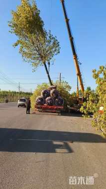 20公分金叶白蜡