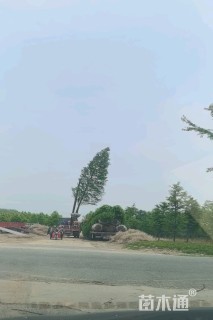 17公分水杉
