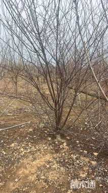 高度500厘米丛生海棠