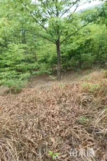 15公分栓皮栎