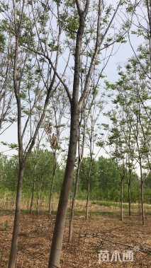 15公分栾树