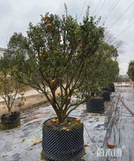 高度180厘米南丰蜜桔