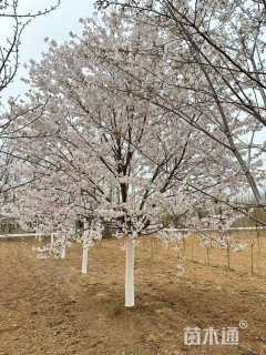 12公分染井吉野樱