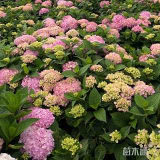 高度60厘米八仙花