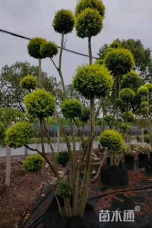 10公分造型亮晶女贞