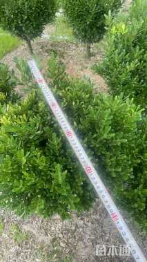 高度60厘米瓜子黄杨