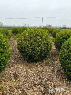 冠幅100厘米金冠女贞球