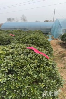 冠幅150厘米海桐球