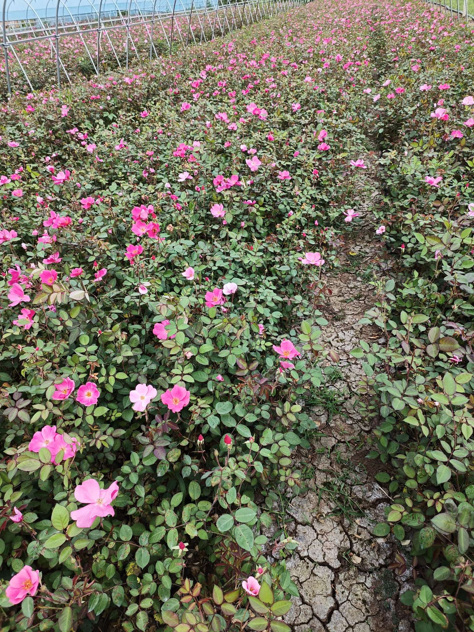 高度40厘米丰花月季