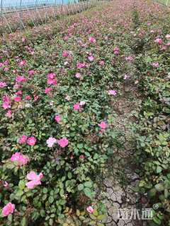 高度40厘米丰花月季