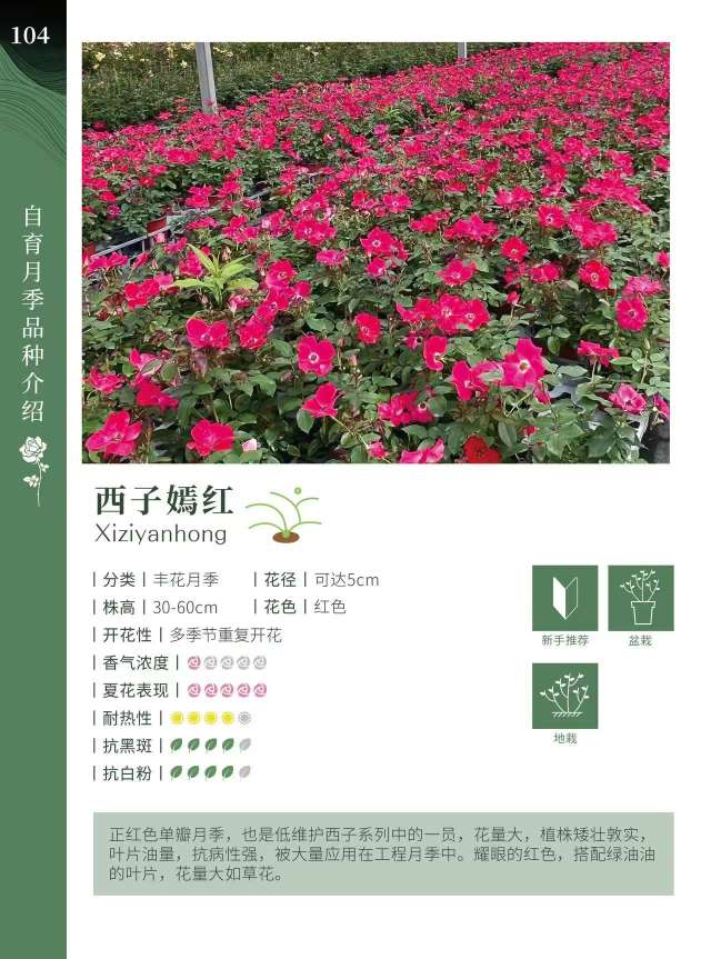 高度20厘米月季