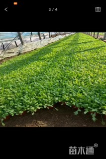高度10厘米冰岛虞美人