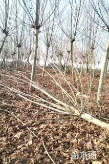 18公分法桐18-20-25公分