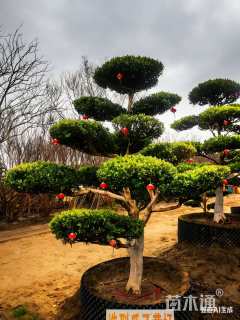 13公分造型黄杨