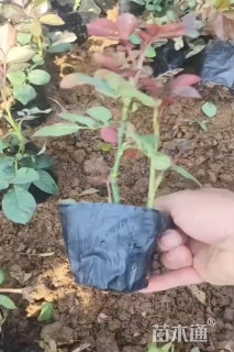 高度40厘米大花月季