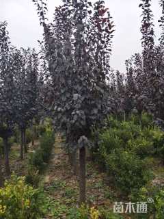 12公分紫叶李