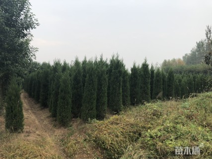 高度300厘米蜀桧