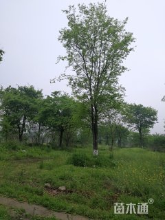 30公分榉树