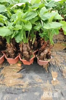 高度70厘米观音芋