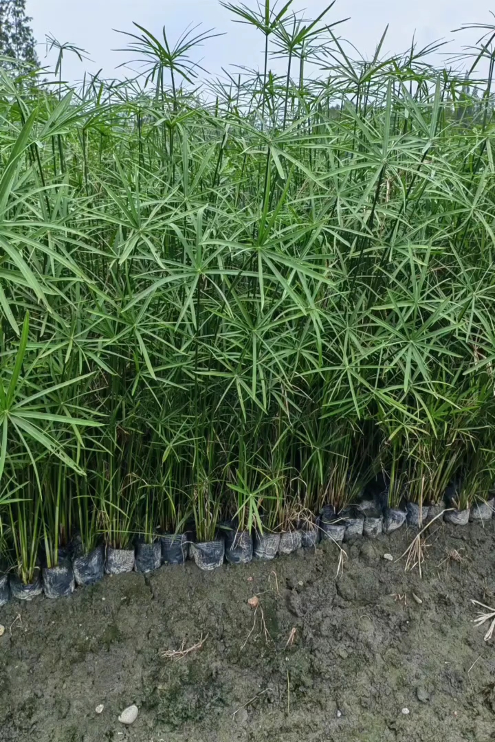 高度50厘米旱伞草