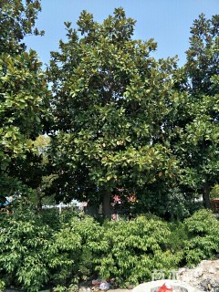 30公分荷花玉兰