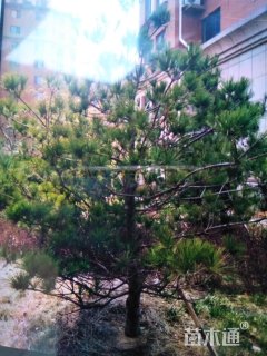 高度2000厘米华山松