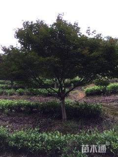 15公分中国红枫