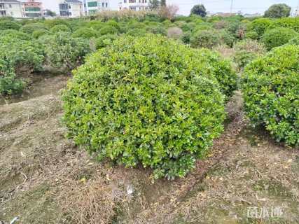 冠幅150厘米海桐球