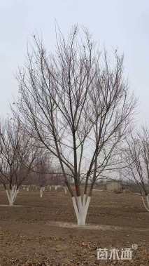 高度900厘米丛生蒙古栎