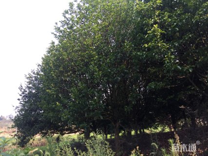 20公分乐昌含笑