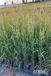 高度20厘米拂子茅