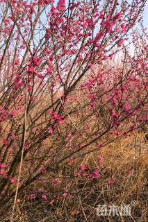 4公分(8杆)丛生红梅