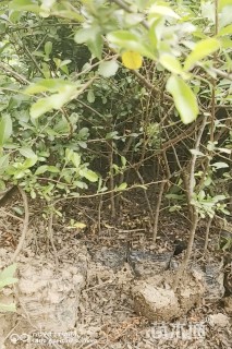 高度50厘米火棘