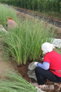 高度25厘米矮牵牛