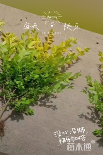 高度25厘米金冠女贞