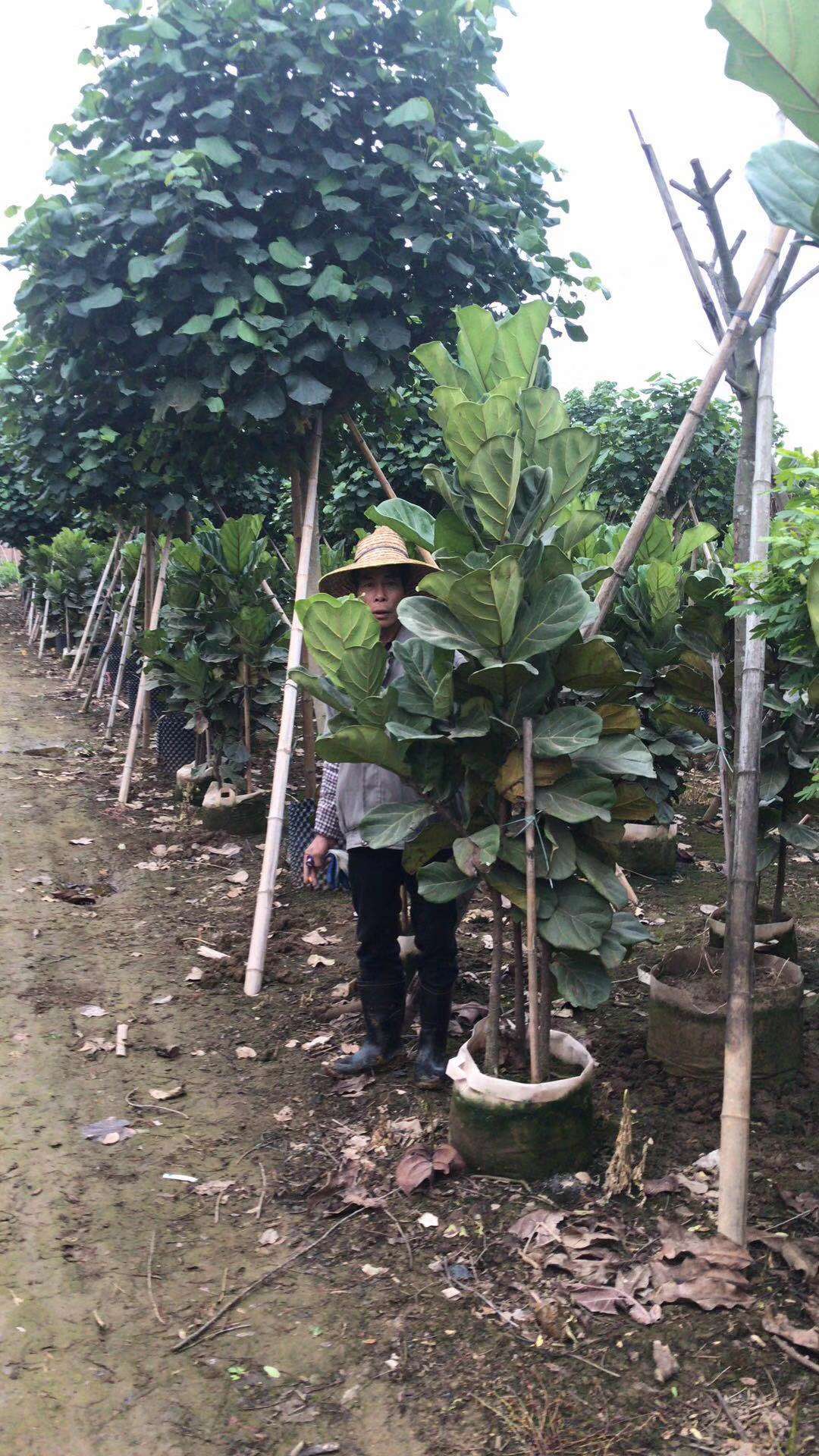 高度150厘米琴叶榕