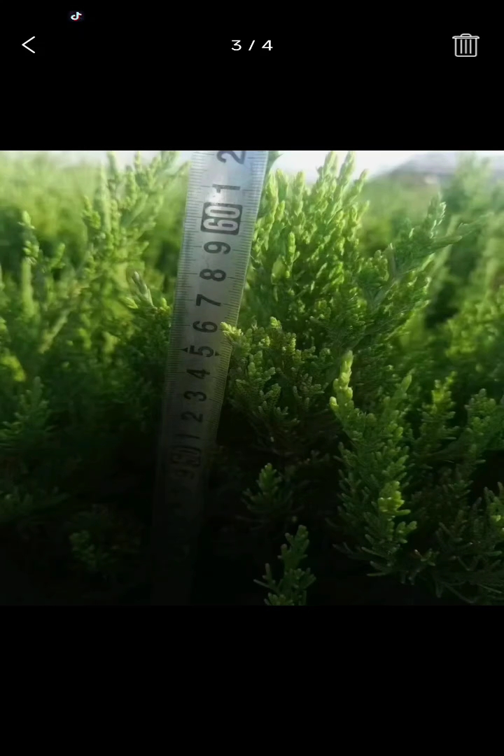 高度40厘米龙柏