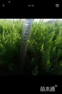 高度40厘米龙柏