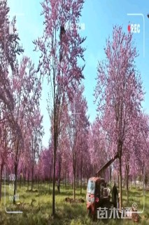 18公分巨紫荆