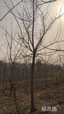 12公分金叶复叶槭