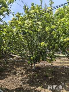 高度320厘米木绣球