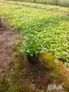 高度20厘米芙蓉葵