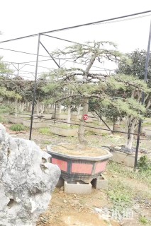 高度220厘米别墅松