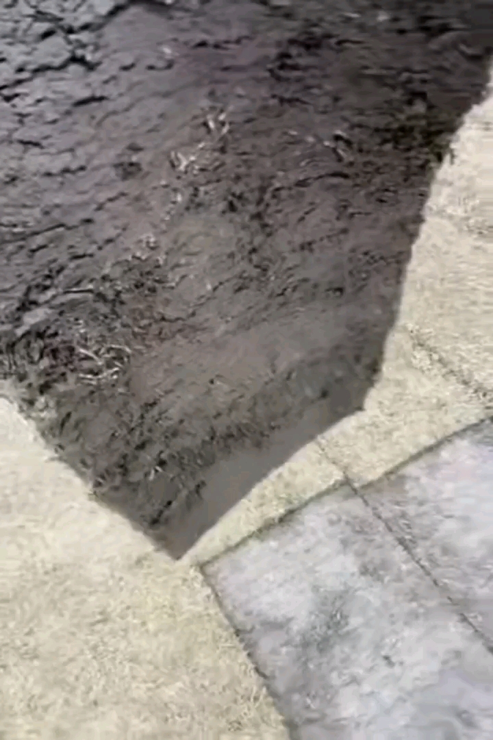 草卷状中华结缕草