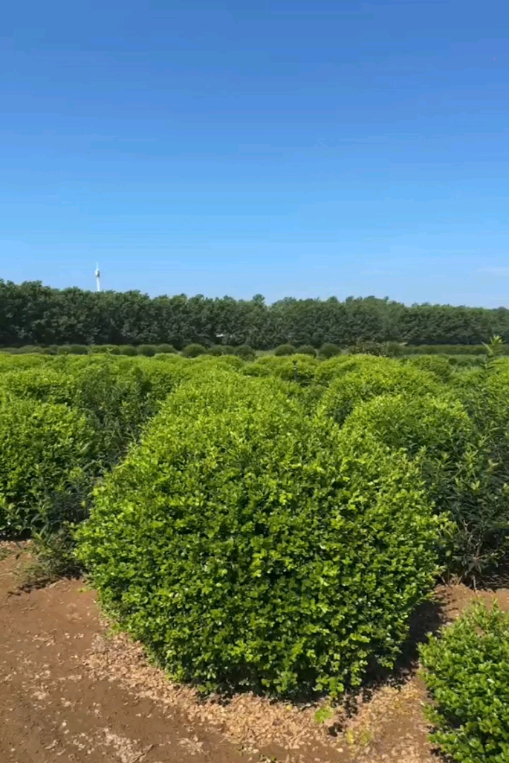 冠幅120厘米瓜子黄杨球
