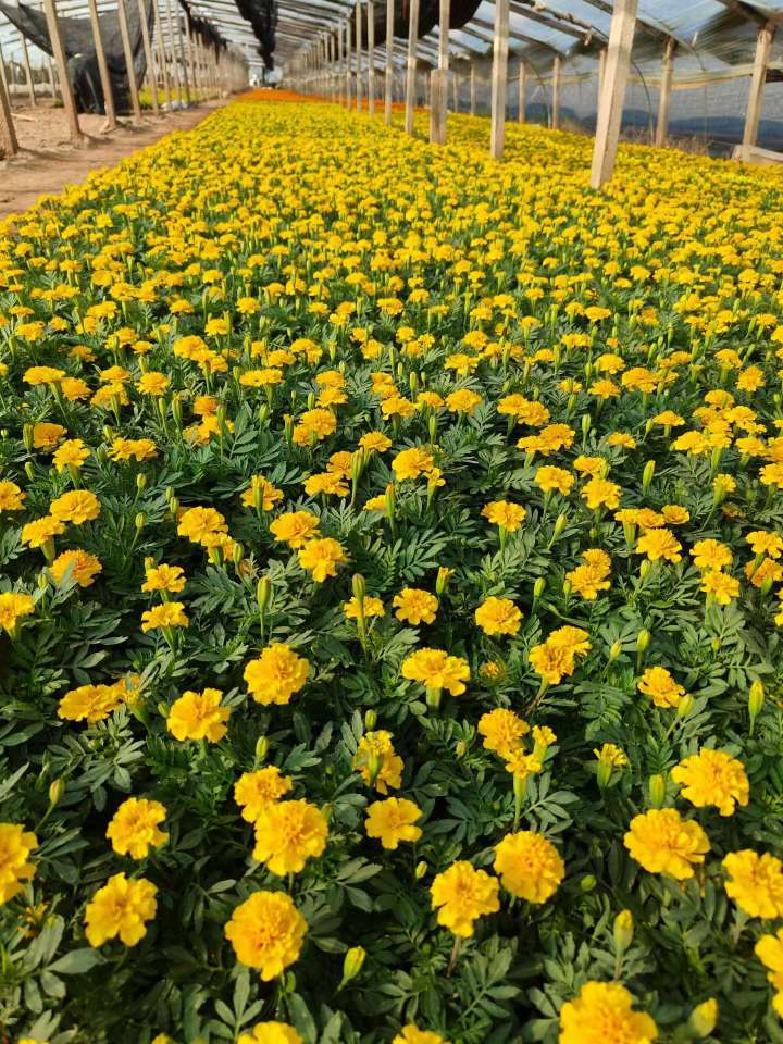 高度10厘米孔雀草