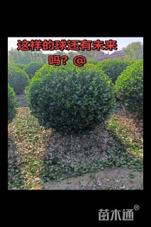 冠幅150厘米大叶黄杨球