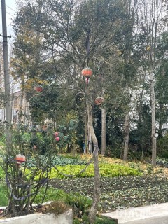 高度360厘米小叶黄杨