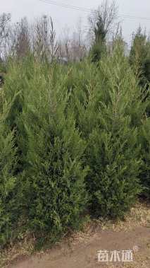 高度100厘米塔柏