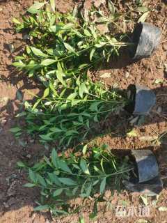 高度40厘米小叶栀子